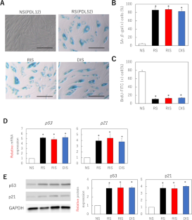 Combined dasatinib and quercetin treatment contributes to skin rejuvenation through selective elimination of senescent cells in vitro and in vivo