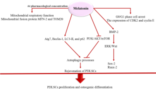 Melatonin and oral diseases: possible therapeutic roles based on cellular mechanisms