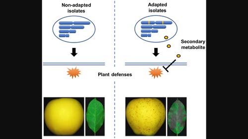 Genome comparisons reveal accessory genes crucial for the evolution of apple Glomerella leaf spot pathogenicity in Colletotrichum fungi