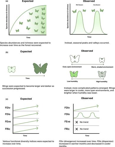 Succession and seasonality drive tropical butterfly assembly after an extreme hurricane