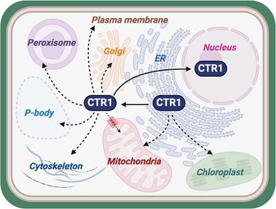 Subcellular dynamics of ethylene signaling drive plant plasticity to growth and stress