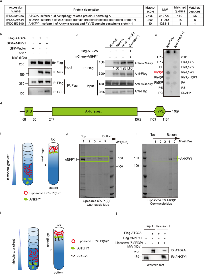 ANKFY1 bridges ATG2A-mediated lipid transfer from endosomes to phagophores