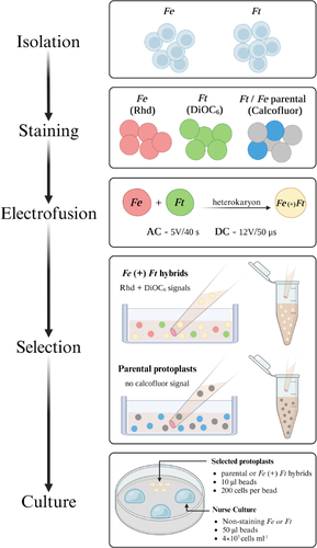 Reconstruction pattern of the cell wall in Fagopyrum protoplast-derived hybrid cells