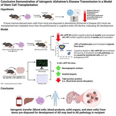 Conclusive demonstration of iatrogenic Alzheimer's disease transmission in a model of stem cell transplantation.