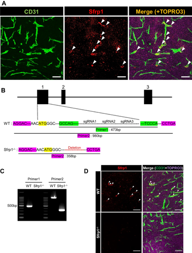 Tumor endothelial cell-derived Sfrp1 supports the maintenance of cancer stem cells via Wnt signaling