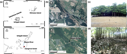 Quantification of the spatial distribution of individual mangrove tree species derived from LiDAR point clouds