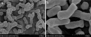 Terrihabitans rhizophilus sp. nov., isolated from the rhizosphere soil of plant in temperate semi-arid steppe