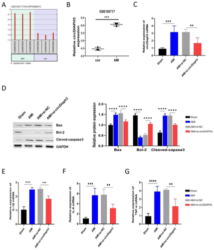 CircDiaph3 aggravates H/R-induced cardiomyocyte apoptosis and inflammation through miR-338-3p/SRSF1 axis