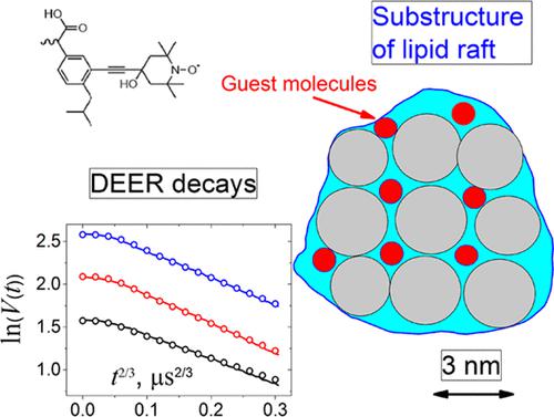 Spatial Arrangement of the Drug Ibuprofen in a Model Membrane in the Presence of Lipid Rafts