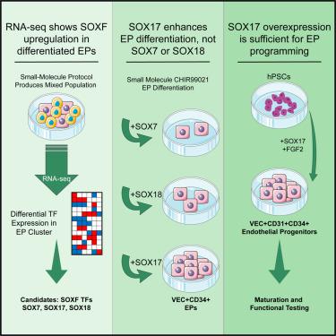 Direct programming of human pluripotent stem cells into endothelial progenitors with SOX17 and FGF2.