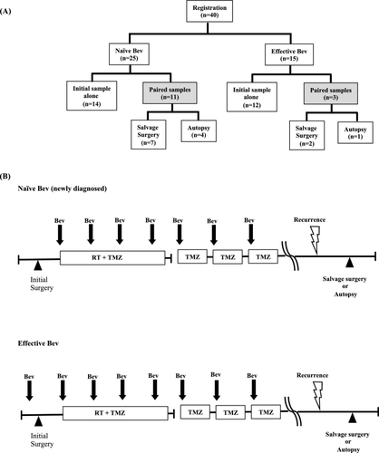 Status of alternative angiogenic pathways in glioblastoma resected under and after bevacizumab treatment