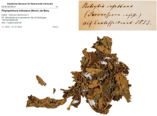 Hidden treasures—historical specimens from the late blight pandemic discovered in the Herbarium of the State Museum of Natural History Karlsruhe