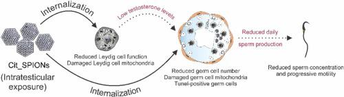 Effects of superparamagnetic iron oxide nanoparticles (SPIONS) testicular injection on Leydig cell function and sperm production in a murine model