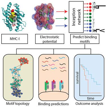 The electrostatic landscape of MHC-peptide binding revealed using inception networks.