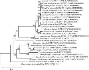 Two novel Fe(III)-reducing bacteria, Geothrix campi sp. nov. and Geothrix mesophila sp. nov., isolated from paddy soils