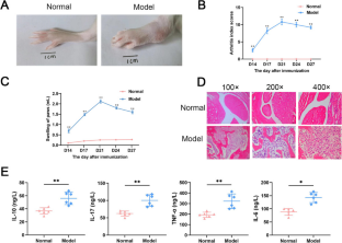 β-Indole-3-acetic acid attenuated collagen-induced arthritis through reducing the ubiquitination of Foxp3 via the AhR-TAZ-Tip60 pathway