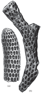 Jurassic Bryozoans of the Family Eleidae (Melicerititida, Stenolaemata)