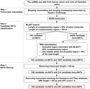 Genome-wide view and characterization of natural antisense transcripts in Cannabis Sativa L