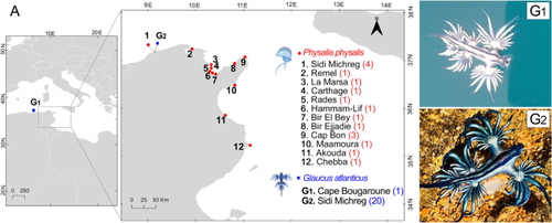 Venomous Foes in Mediterranean Africa: Occurrence of Physalia physalis (Linnaeus, 1758), and First Records of Glaucus atlanticus Forster, 1777 for Algeria and Tunisia