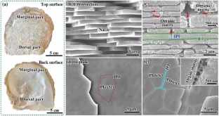 Anisotropic Mechanical Response of Nacre to Heat Treatment Under Indentation: Effect of Structural Orientation