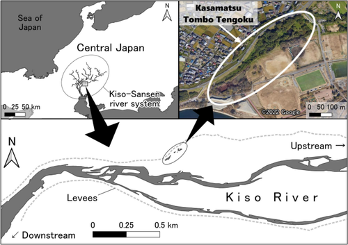 Forest expansion affects Odonata assemblage in floodplain: a case study in the Kiso River, central Japan