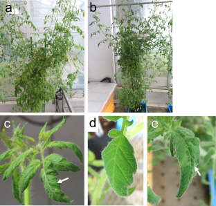 Isolation of spontaneous mutants of tomato brown rugose fruit virus that efficiently infect Tm-1 homozygote tomato plants