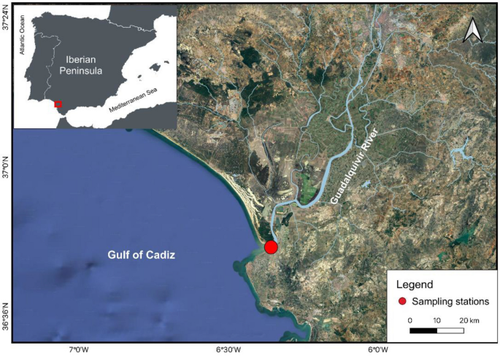 Diet of the Invasive Atlantic Blue Crab Callinectes sapidus Rathbun, 1896 (Decapoda, Portunidae) in the Guadalquivir Estuary (Spain)