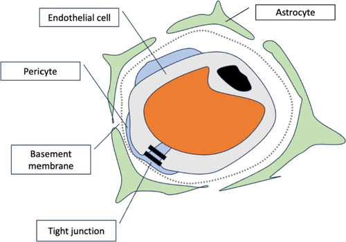 The Progress in Molecular Transport and Therapeutic Development in Human Blood–Brain Barrier Models in Neurological Disorders