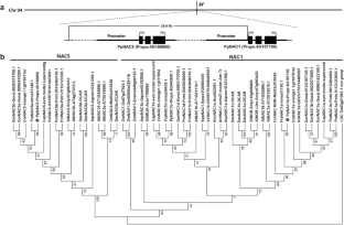 Tandem transcription factors PpNAC1 and PpNAC5 synergistically activate the transcription of the PpPGF to regulate peach softening during fruit ripening