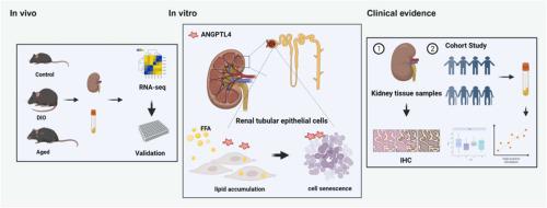 Renal lipid accumulation and aging linked to tubular cells injury via ANGPTL4