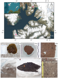 Microbiome of Supraglacial Systems on the Aldegonda and Bertil Glaciers (Svalbard)