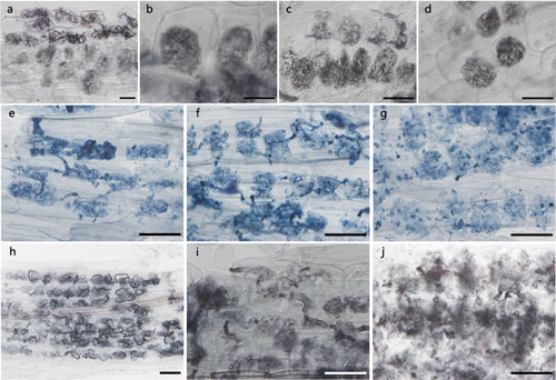 Ubiquitous arbuscular mycorrhizal fungi in the roots of herbaceous understory plants with hyphal degeneration in Colchicaceae and Gentianaceae