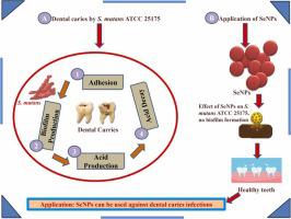 Characterizations of biogenic selenium nanoparticles and their anti-biofilm potential against Streptococcus mutans ATCC 25175