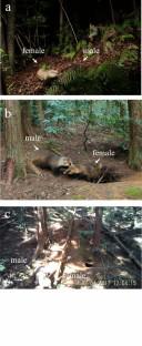 Mating behavior in the Japanese badger Meles anakuma