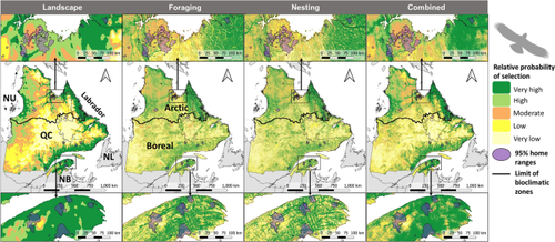 Key breeding habitats of threatened golden eagles across Eastern Canada identified using a multi-level, multi-scale habitat selection approach