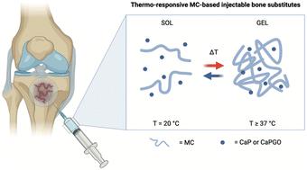 Injectable in situ gelling methylcellulose-based hydrogels for bone tissue regeneration†