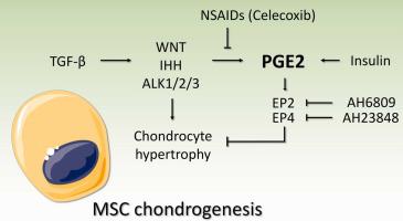 Cause and chondroprotective effects of prostaglandin E2 secretion during mesenchymal stromal cell chondrogenesis