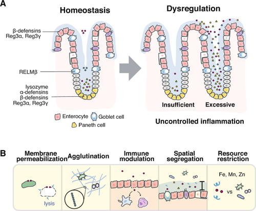 Balancing Act of the Intestinal Antimicrobial Proteins on Gut Microbiota and Health