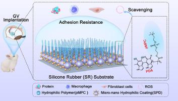 Microenvironment-regulated dual-hydrophilic coatings for glaucoma valve surface engineering