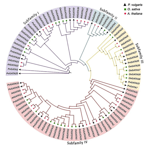 GATA transcription factor in common bean: A comprehensive genome-wide functional characterization, identification, and abiotic stress response evaluation