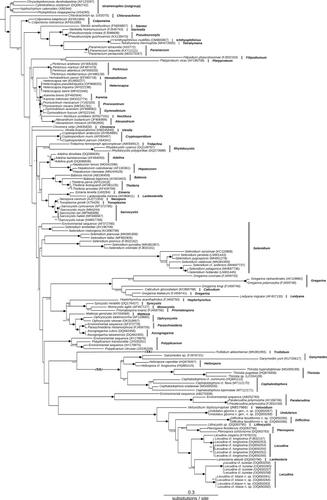 Pacific marine gregarines (Apicomplexa) shed light on biogeographic speciation patterns and novel diversity among early apicomplexans