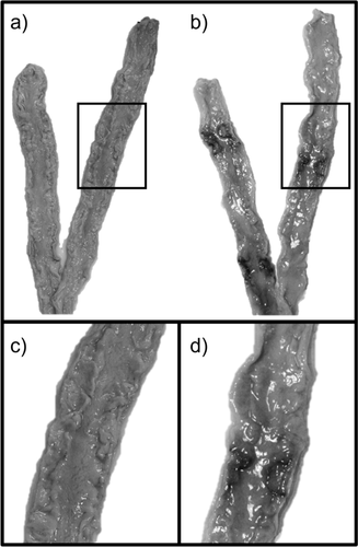 Assessment of reproduction of brown bears in Sweden using stained placental scars