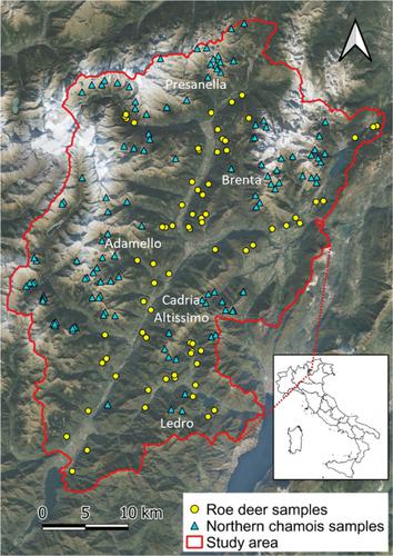 Same landscape, different connectivity: contrasting patterns of gene flow in two sympatric ungulates in a mountain area