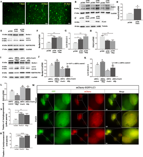 FoxG1 as a Potential Therapeutic Target for Alzheimer’s Disease: Modulating NLRP3 Inflammasome via AMPK/mTOR Autophagy Pathway