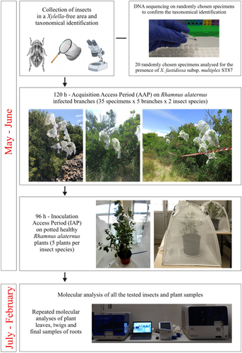 Transmission of Xylella fastidiosa subspecies multiplex from naturally infected to healthy Rhamnus alaternus by Philaenus spumarius and Neophilaenus campestris