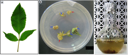 Induction of somatic embryogenesis and ectopic proliferation in Tecoma stans (L.) Juss. ex Kunth cell suspension culture