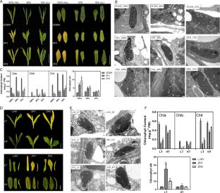 Transcriptomic analysis of hub genes regulating albinism in light- and temperature-sensitive albino tea cultivars ‘Zhonghuang 1’ and ‘Zhonghuang 2’