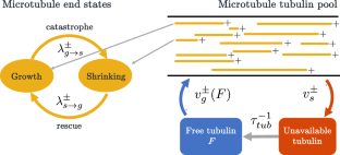 Minimal Mechanisms of Microtubule Length Regulation in Living Cells