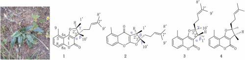 Absolute stereochemistry and anti-inflammatory activity of cycloisobrachycoumarin, brachycromone, cyclobrachycoumarin, and cyclobrachycoumarin 2’-epimer from Gerbera delavayi