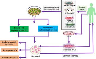 Neutrophil generation from hematopoietic progenitor cells and induced pluripotent stem cells (iPSCs): potential applications